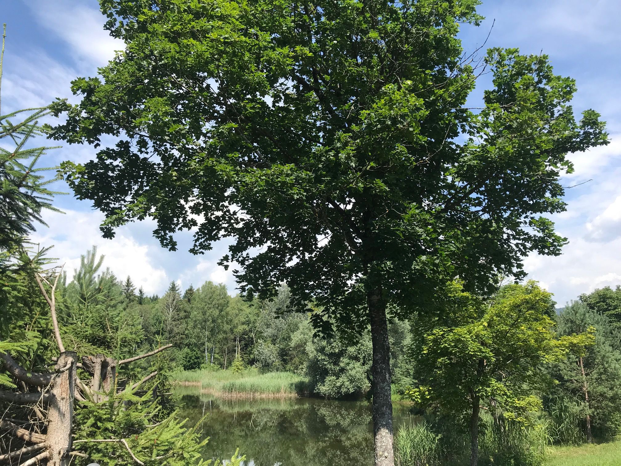 Der vordere Teich mit Insel