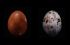innenabbildung zu Eier - Ursprung des Lebens